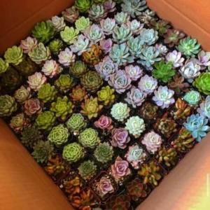 Assorted Succulents Live Plants Mystery Box - 2 inch Potted Succulents - Image 1