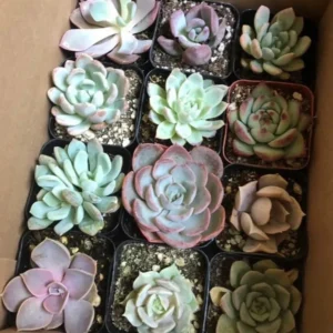 Assorted Succulents Live Plants Mystery Box - 2 inch Potted Succulents - Image 4