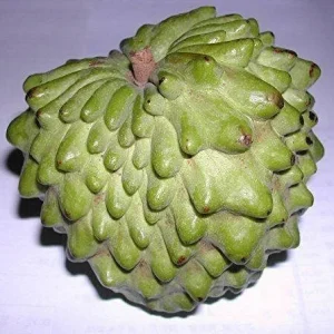 Atemoya Fruit Tree - Grafted Live Plant, 3 ft Tall, Ships in 3 Gallon Pot - Image 1