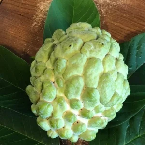 Atemoya Fruit Tree Live Plant - 3 to 4 Feet Tall - Ships in 3 Gallon Pot - Image 1