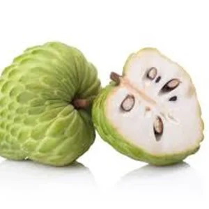 Atemoya Live Plant – Tropical Fruit Tree – 1 Gallon Pot – 16-22 Inches Tall – Outdoor - Image 2