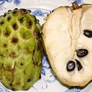 Atemoya Live Plant – Tropical Fruit Tree – 1 Gallon Pot – 16-22 Inches Tall – Outdoor - Image 3