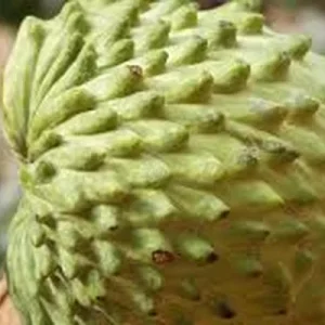 Atemoya Live Plant – Tropical Fruit Tree – 1 Gallon Pot – 16-22 Inches Tall – Outdoor - Image 1