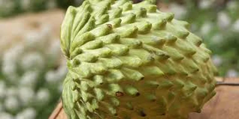 Atemoya Live Plant – Tropical Fruit Tree – 1 Gallon Pot – 16-22 Inches Tall – Outdoor - Image 1