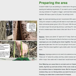 Atlas F1 Asparagus Crowns - 5 Count, 2-Year Old Bare Root Asparagus Plants, Zones 3-10 - Image 3