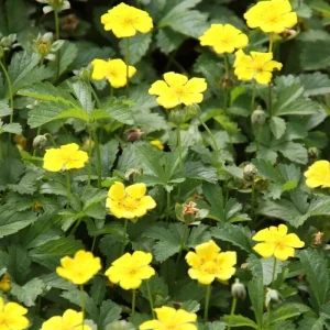 Aurea Potentilla Perennial Seeds – 1000 Yellow Flowering Groundcover Seeds - Image 2
