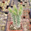 Austrocylindropuntia Cylindrica Cactus Live Plant - Indoor Succulent - Image 1