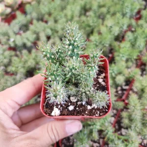Austrocylindropuntia Cylindrica Cactus Live Plant - Indoor Succulent - Image 3