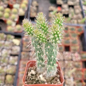 Austrocylindropuntia Cylindrica Cactus Live Plant - Indoor Succulent - Image 1