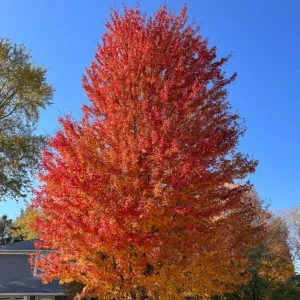 Autumn Blaze Maple Live Plant 2.5