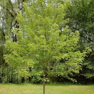 Autumn Blaze Maple Live Plant 2.5