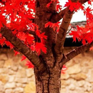 Autumn Blaze Maple Live Plant – Quart Pot – Fast-Growing Shade Tree – Vibrant Fall Color - Image 2