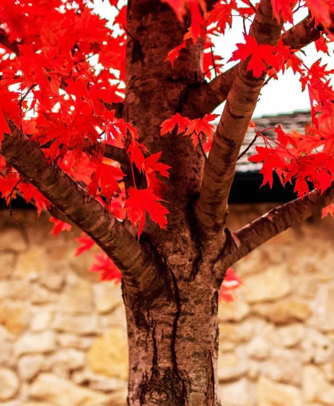 Autumn Blaze Maple Live Plant – Quart Pot – Fast-Growing Shade Tree – Vibrant Fall Color - Image 2