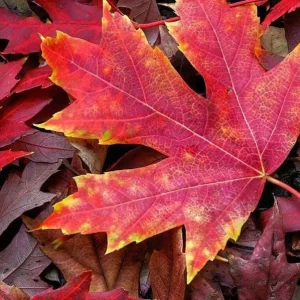 Autumn Blaze Maple Live Plant – Quart Pot – Fast-Growing Shade Tree – Vibrant Fall Color - Image 3