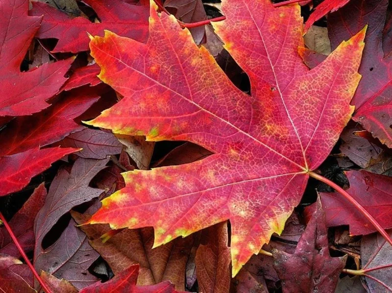 Autumn Blaze Maple Live Plant – Quart Pot – Fast-Growing Shade Tree – Vibrant Fall Color - Image 3