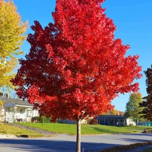 Autumn Blaze Maple Live Plant – Quart Pot – Fast-Growing Shade Tree – Vibrant Fall Color - Image 4
