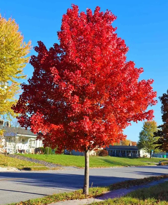 Autumn Blaze Maple Live Plant – Quart Pot – Fast-Growing Shade Tree – Vibrant Fall Color - Image 4