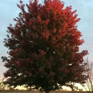 Autumn Blaze Maple Live Plant – Quart Pot – Fast-Growing Shade Tree – Vibrant Fall Color - Image 5