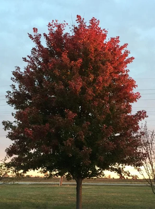 Autumn Blaze Maple Live Plant – Quart Pot – Fast-Growing Shade Tree – Vibrant Fall Color - Image 5