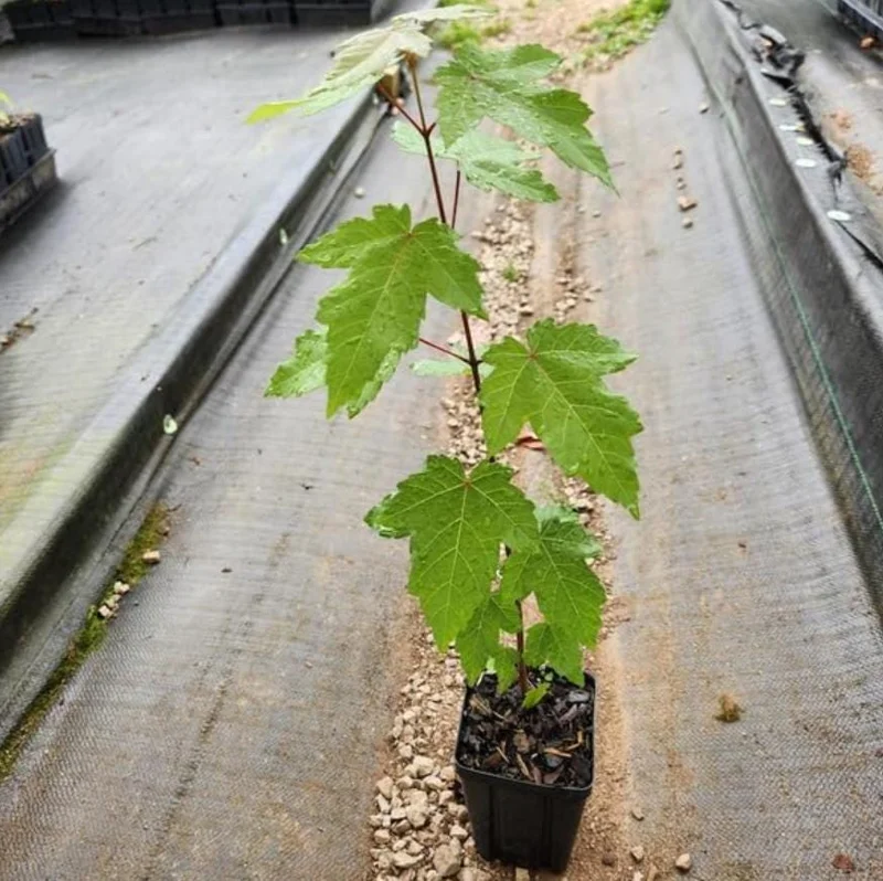 Autumn Blaze Maple Live Plant – Quart Pot – Fast-Growing Shade Tree – Vibrant Fall Color - Image 6
