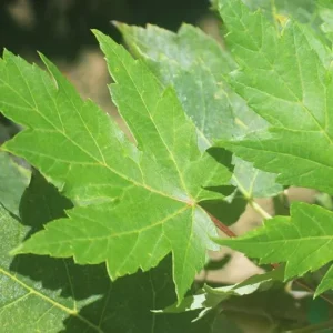 Autumn Blaze Maple Live Plant – Quart Pot – Fast-Growing Shade Tree – Vibrant Fall Color - Image 7