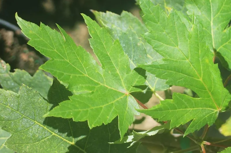 Autumn Blaze Maple Live Plant – Quart Pot – Fast-Growing Shade Tree – Vibrant Fall Color - Image 7