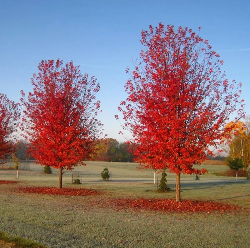 Autumn Blaze Maple Live Plant – Quart Pot – Fast-Growing Shade Tree – Vibrant Fall Color - Image 8