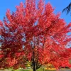 Autumn Blaze Maple Live Plant – Quart Pot – Fast-Growing Shade Tree – Vibrant Fall Color - Image 1