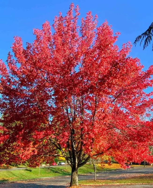 Autumn Blaze Maple Live Plant – Quart Pot – Fast-Growing Shade Tree – Vibrant Fall Color - Image 1