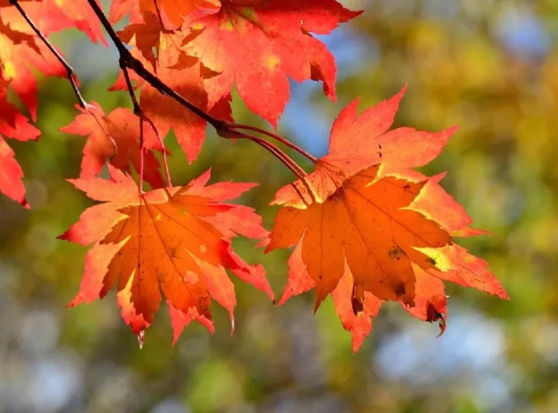 Autumn Blaze Maple Tree Seedling – 1-2 ft Tall, 1 Quart Pot – Outdoor Shade Tree - Image 2