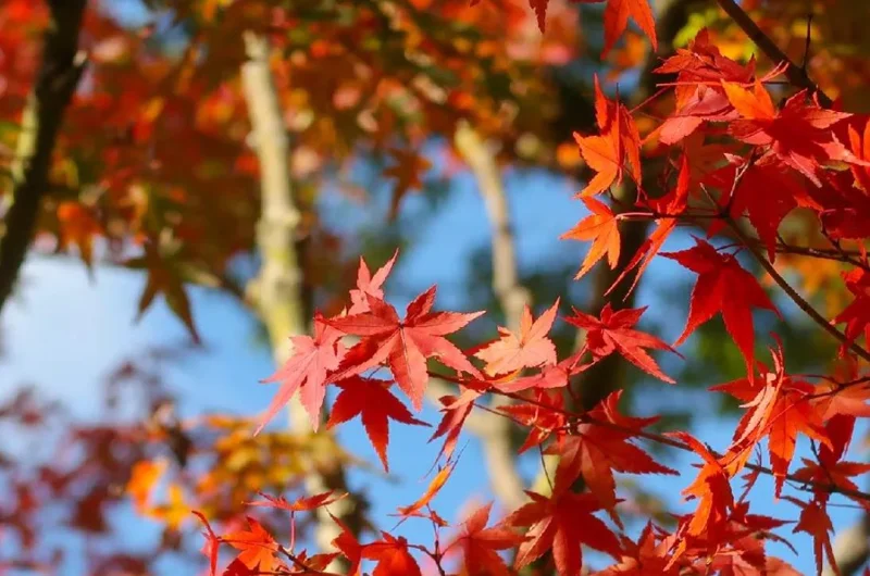 Autumn Blaze Maple Tree Seedling – 1-2 ft Tall, 1 Quart Pot – Outdoor Shade Tree - Image 3