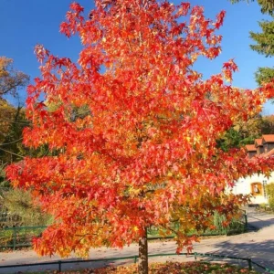 Autumn Blaze Maple Tree Seedling – 1-2 ft Tall, 1 Quart Pot – Outdoor Shade Tree - Image 6