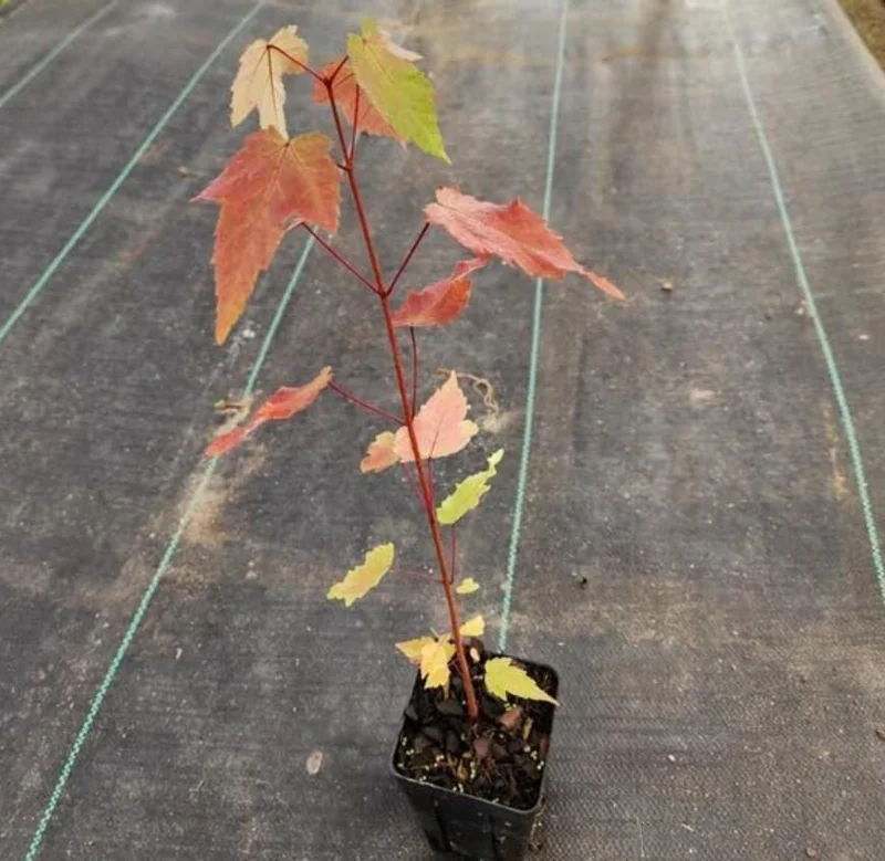 Autumn Blaze Maple Tree Seedling – 1-2 ft Tall, 1 Quart Pot – Outdoor Shade Tree - Image 7