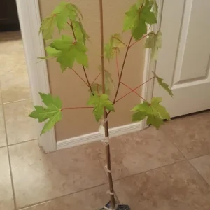 Autumn Blaze Maple Tree Seedling – 1-2 ft Tall, 1 Quart Pot – Outdoor Shade Tree - Image 8