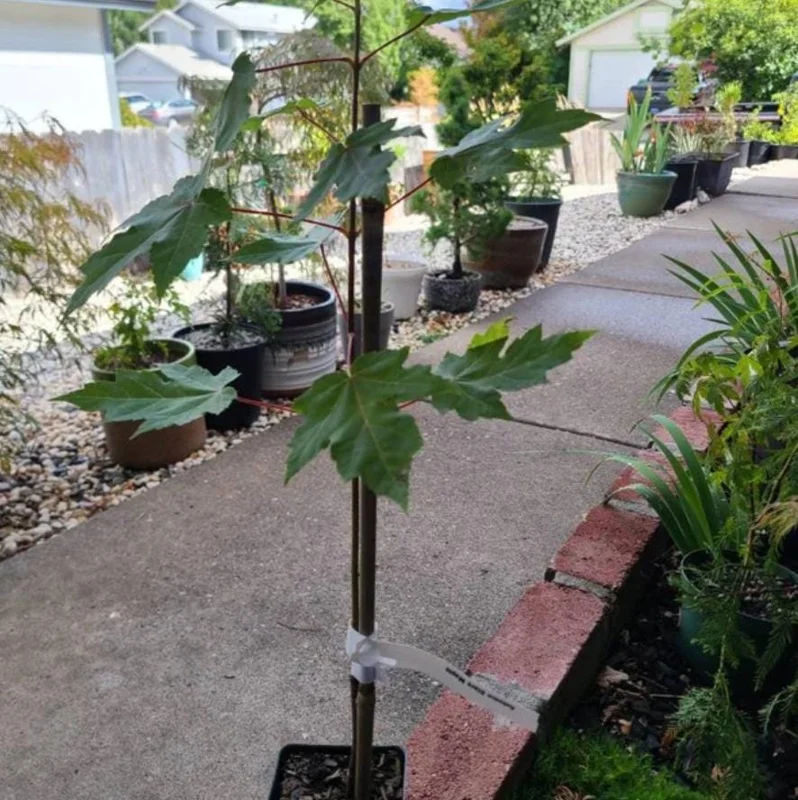 Autumn Blaze Maple Tree Seedling – 1-2 ft Tall, 1 Quart Pot – Outdoor Shade Tree - Image 9