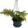 Autumn Fern Live Plant - 6 inch Hanging Basket - Indoor Houseplant - Image 1