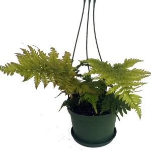 Autumn Fern Live Plant - 6 inch Hanging Basket - Indoor Houseplant - Image 1