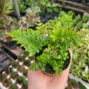 Autumn Fern Live Plant - Japanese Shield Fern, Dryopteris Erythrosora, 2 inch Pot - Image 1
