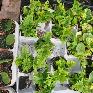 Autumn Fern Live Plant - Japanese Shield Fern, Dryopteris Erythrosora, 2 inch Pot - Image 2