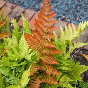 Autumn Fern Live Plant – Japanese Shield Fern – Dryopteris Erythrosora – 2 inch Pot – Perennial - Image 2
