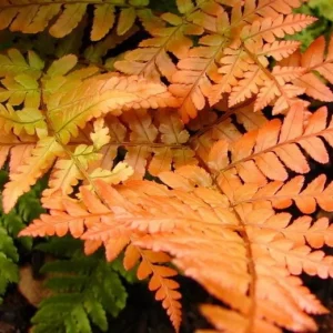 Autumn Fern Live Plant – Japanese Shield Fern – Dryopteris Erythrosora – 2 inch Pot – Perennial - Image 4