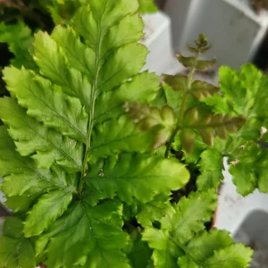 Autumn Fern Live Plant - Japanese Shield Fern, Dryopteris Erythrosora, 2 inch Pot - Image 5