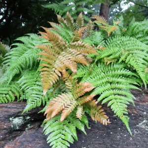 Autumn Fern Live Plant – Japanese Shield Fern – Dryopteris Erythrosora – 2 inch Pot – Perennial - Image 5