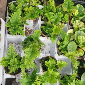 Autumn Fern Live Plant – Japanese Shield Fern – Dryopteris Erythrosora – 2 inch Pot – Perennial - Image 6