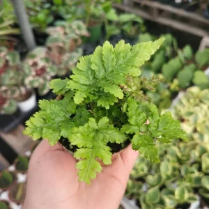 Autumn Fern Live Plant – Japanese Shield Fern – Dryopteris Erythrosora – 2 inch Pot – Perennial - Image 7