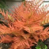 Autumn Fern Live Plant – Japanese Shield Fern – Dryopteris Erythrosora – 2 inch Pot – Perennial - Image 1