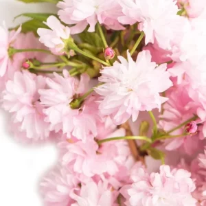 Autumnalis Flowering Cherry Tree Live Plant – Pink Blossoms – 2.5 inch Pot - Image 10
