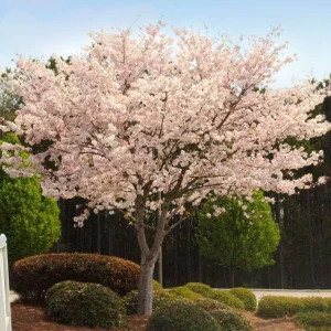 Autumnalis Flowering Cherry Tree Live Plant – Pink Blossoms – 2.5 inch Pot - Image 2