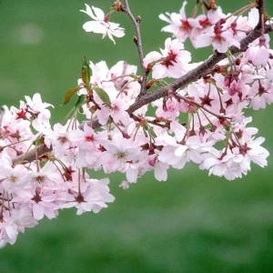 Autumnalis Flowering Cherry Tree Live Plant – Pink Blossoms – 2.5 inch Pot - Image 3