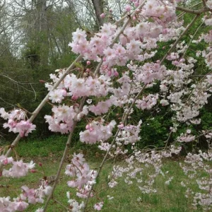 Autumnalis Flowering Cherry Tree Live Plant – Pink Blossoms – 2.5 inch Pot - Image 4